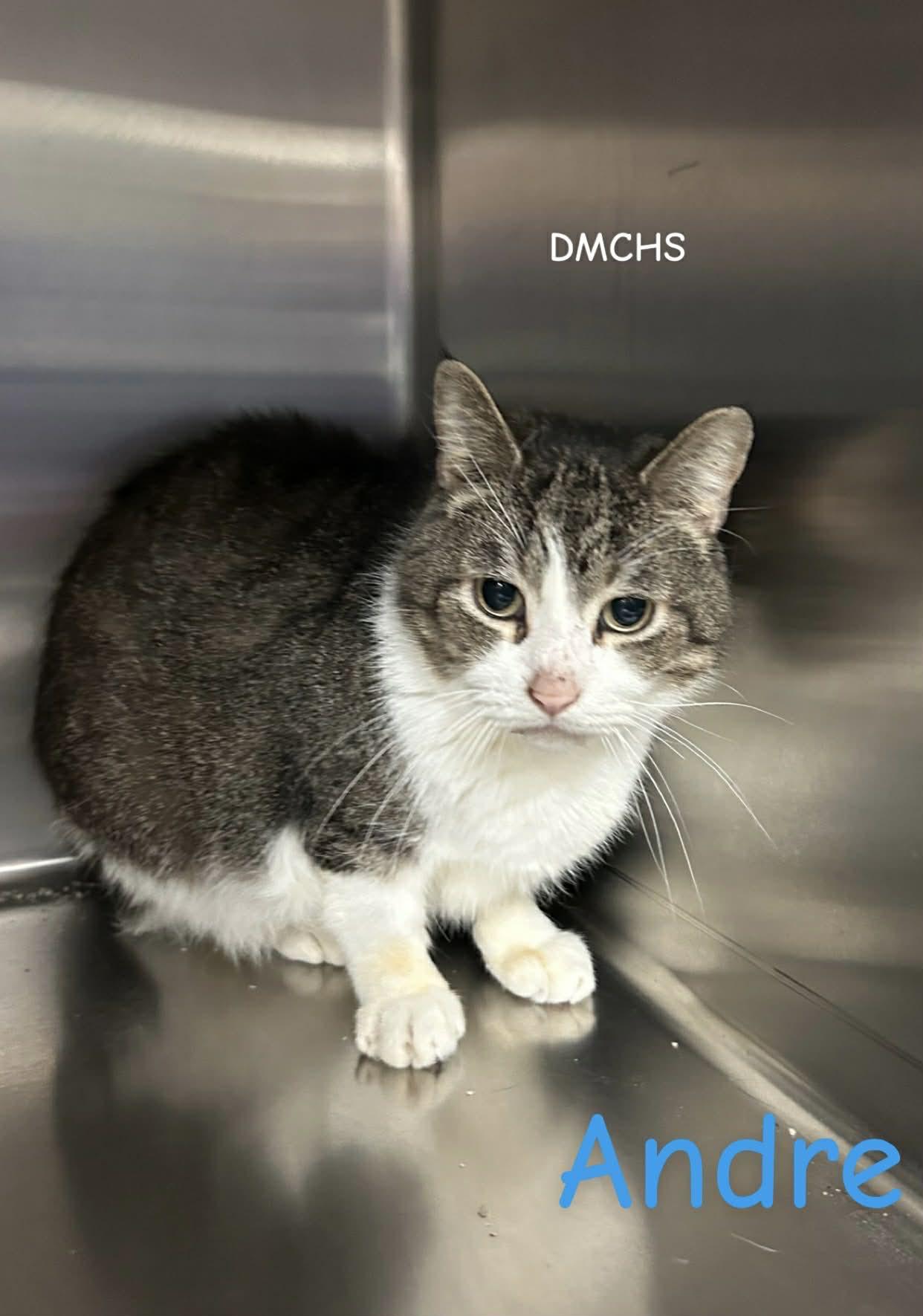 Andre, a Adoptable Domestic Short Hair in Burlington, IA image 2/2