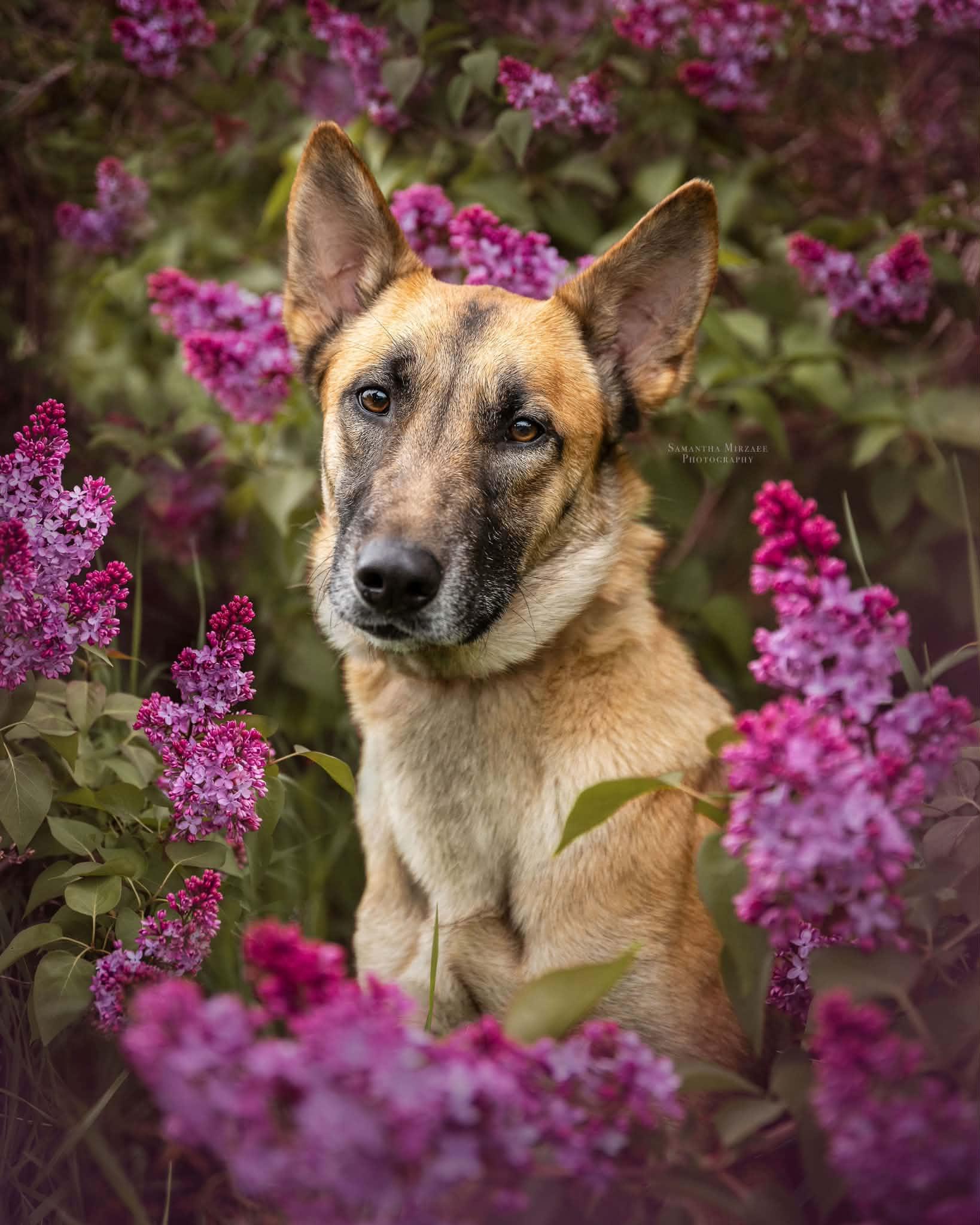 Miley, a ADOPTABLE mixed breed in Ottawa, ON image 2/5