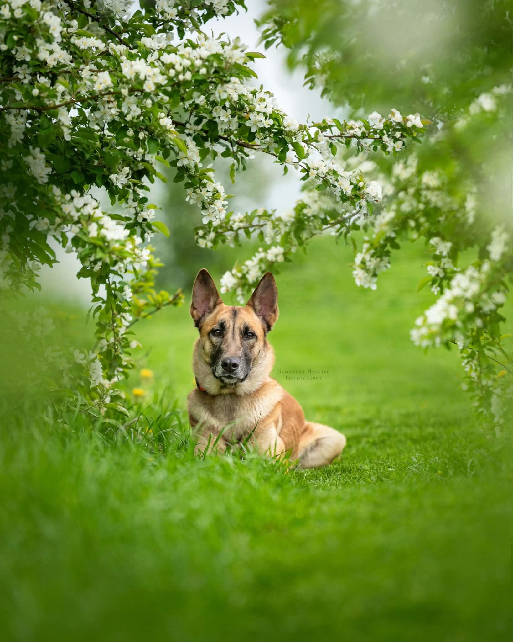 Miley, a ADOPTABLE mixed breed in Ottawa, ON image 3/5