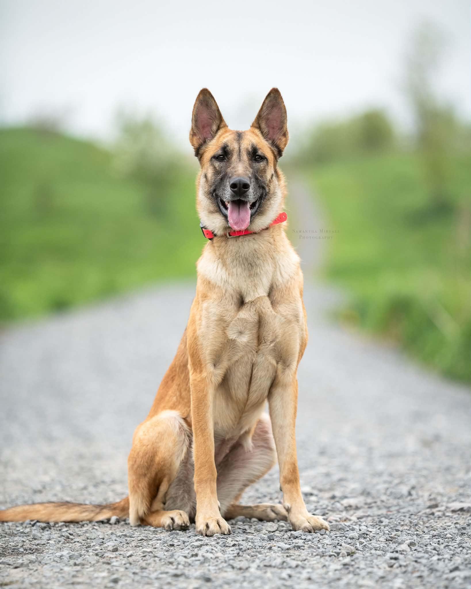 Miley, a ADOPTABLE mixed breed in Ottawa, ON image 1/5