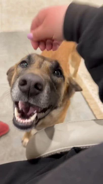 Enlarge Miley, a ADOPTABLE mixed breed in Ottawa, ON video 5/5