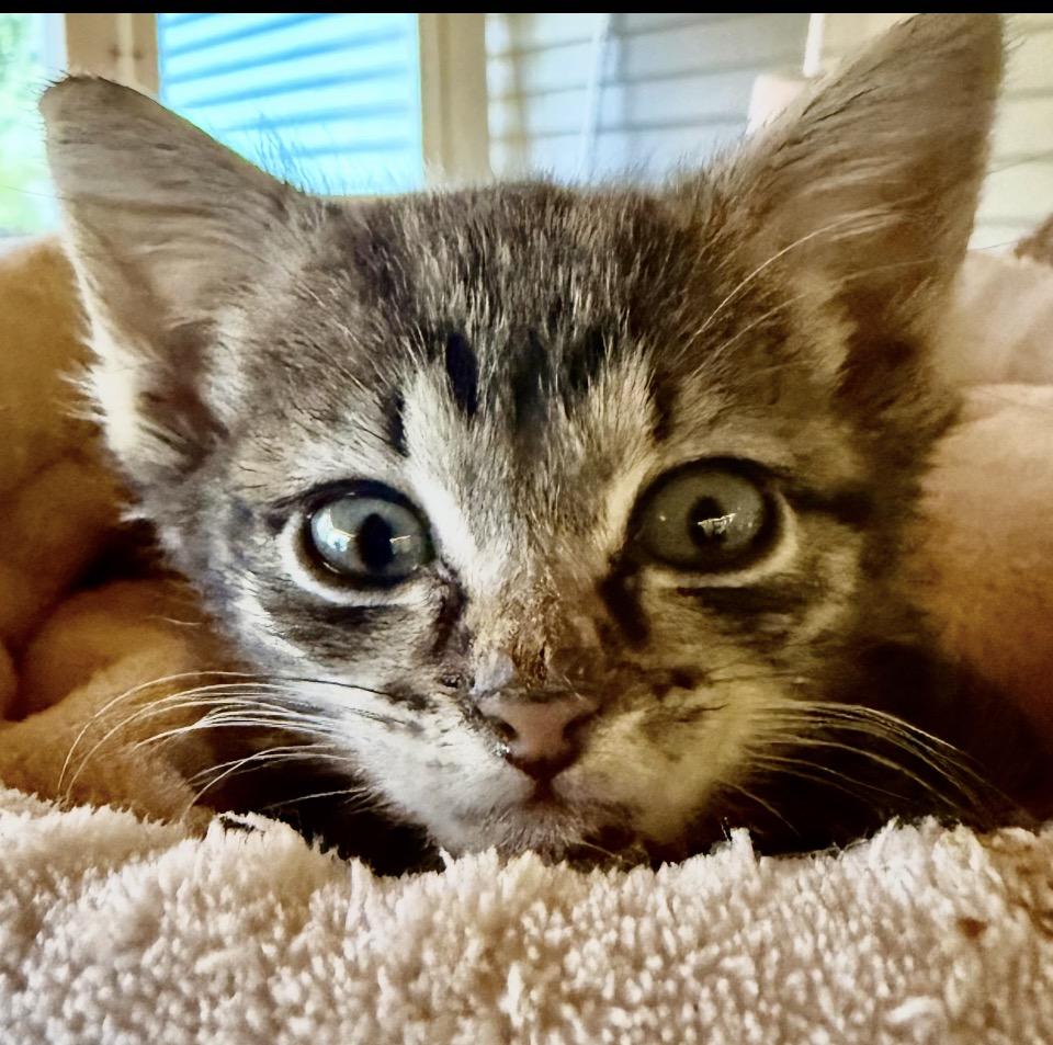 Tiny, a ADOPTABLE Tabby in Philadelphia, PA image 4/5