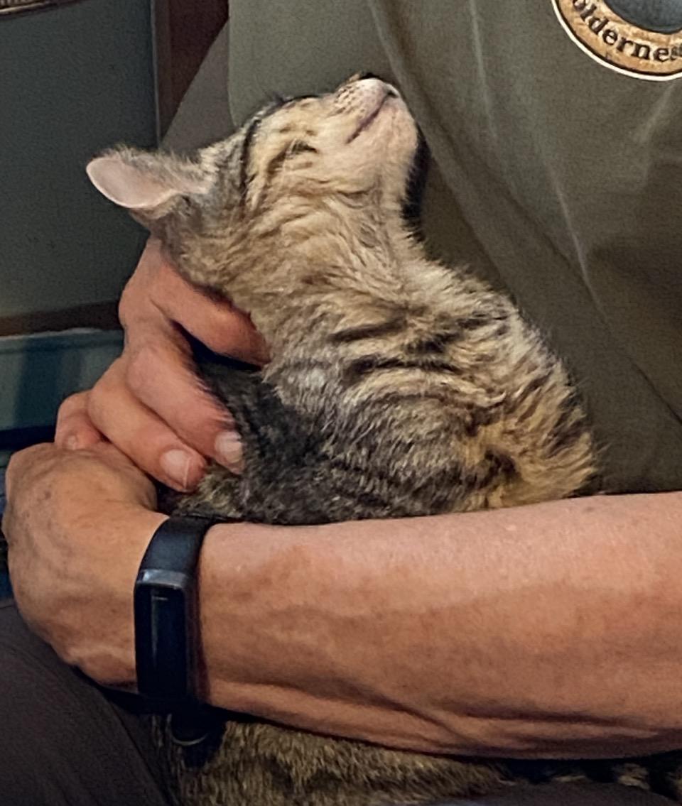 Tiny, a ADOPTABLE Tabby in Philadelphia, PA image 4/5