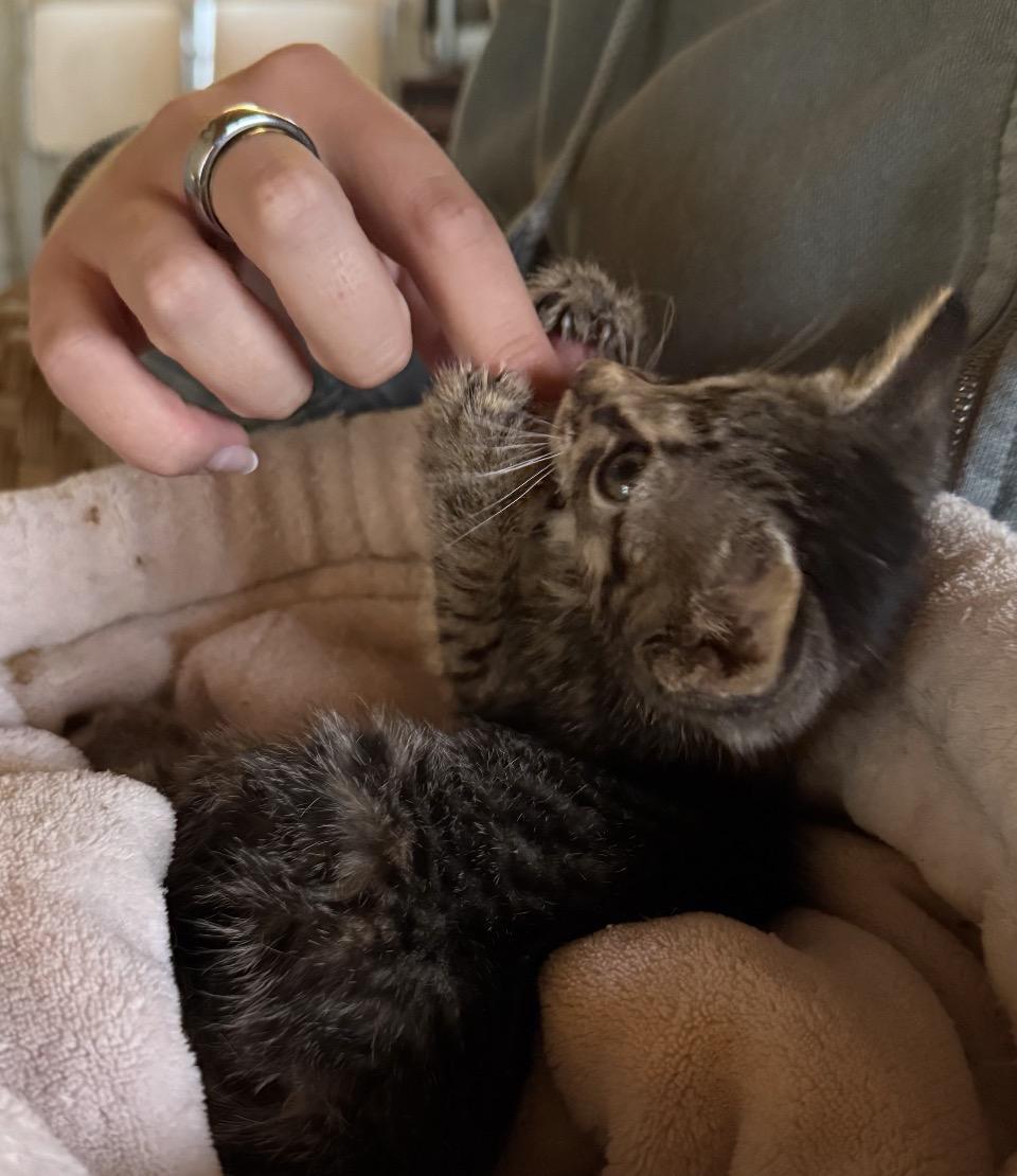 Tiny, a ADOPTABLE Tabby in Philadelphia, PA image 5/5