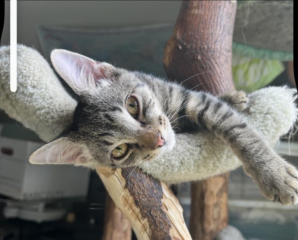 Tiny, a ADOPTABLE Tabby in Philadelphia, PA image 5/5