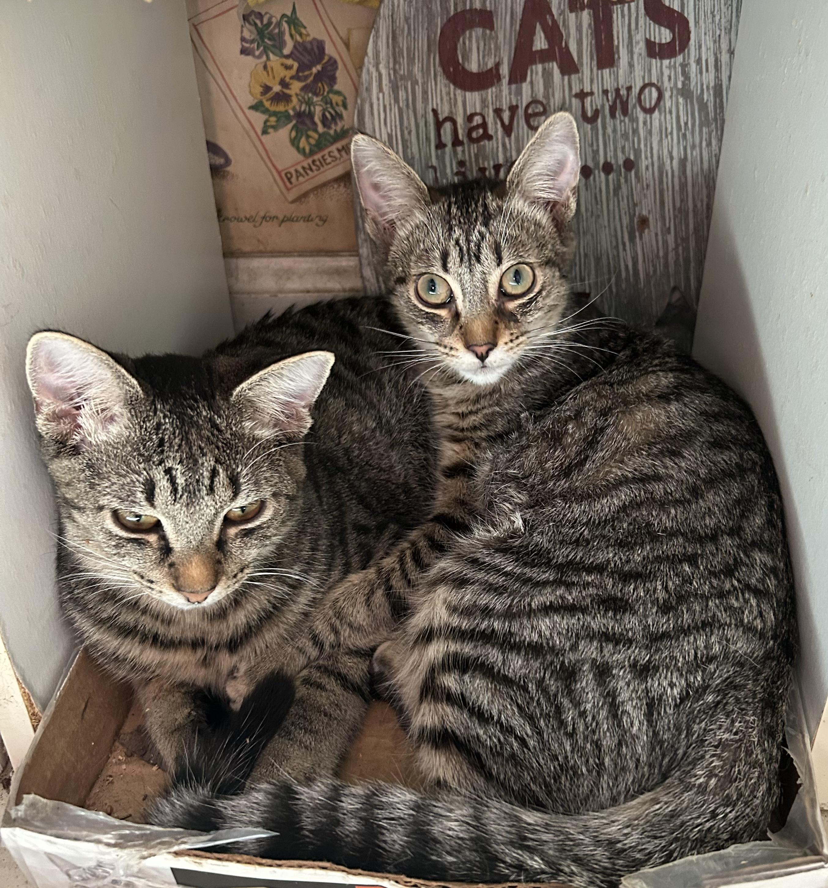 Enlarge Tiny, a ADOPTABLE Tabby in Philadelphia, PA image 6/6