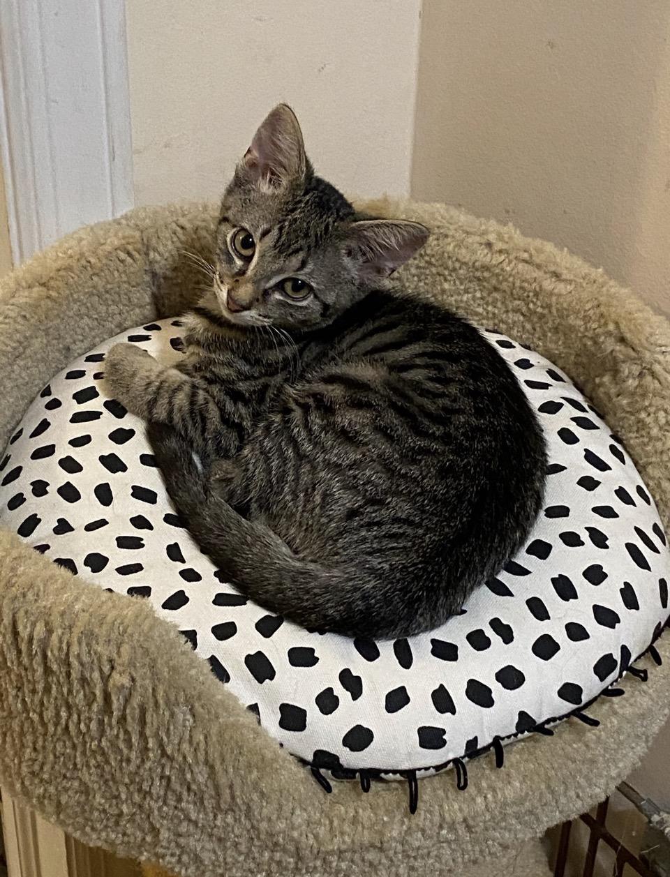 Tiny, a ADOPTABLE Tabby in Philadelphia, PA image 1/5