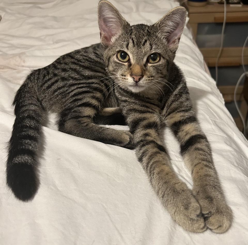 Tiny, a ADOPTABLE Tabby in Philadelphia, PA image 2/5