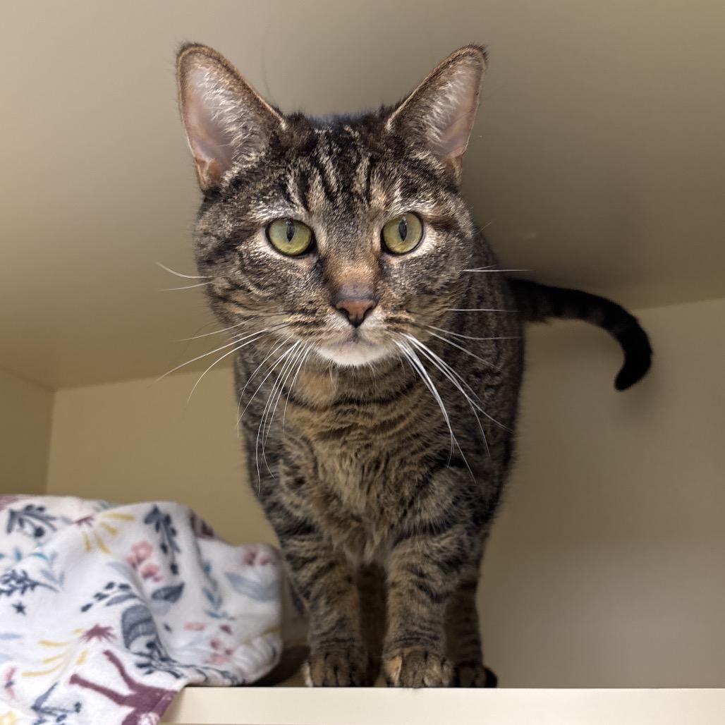 Enlarge Miss Thickums, a Adoptable Domestic Short Hair in Naperville, IL image 1/1