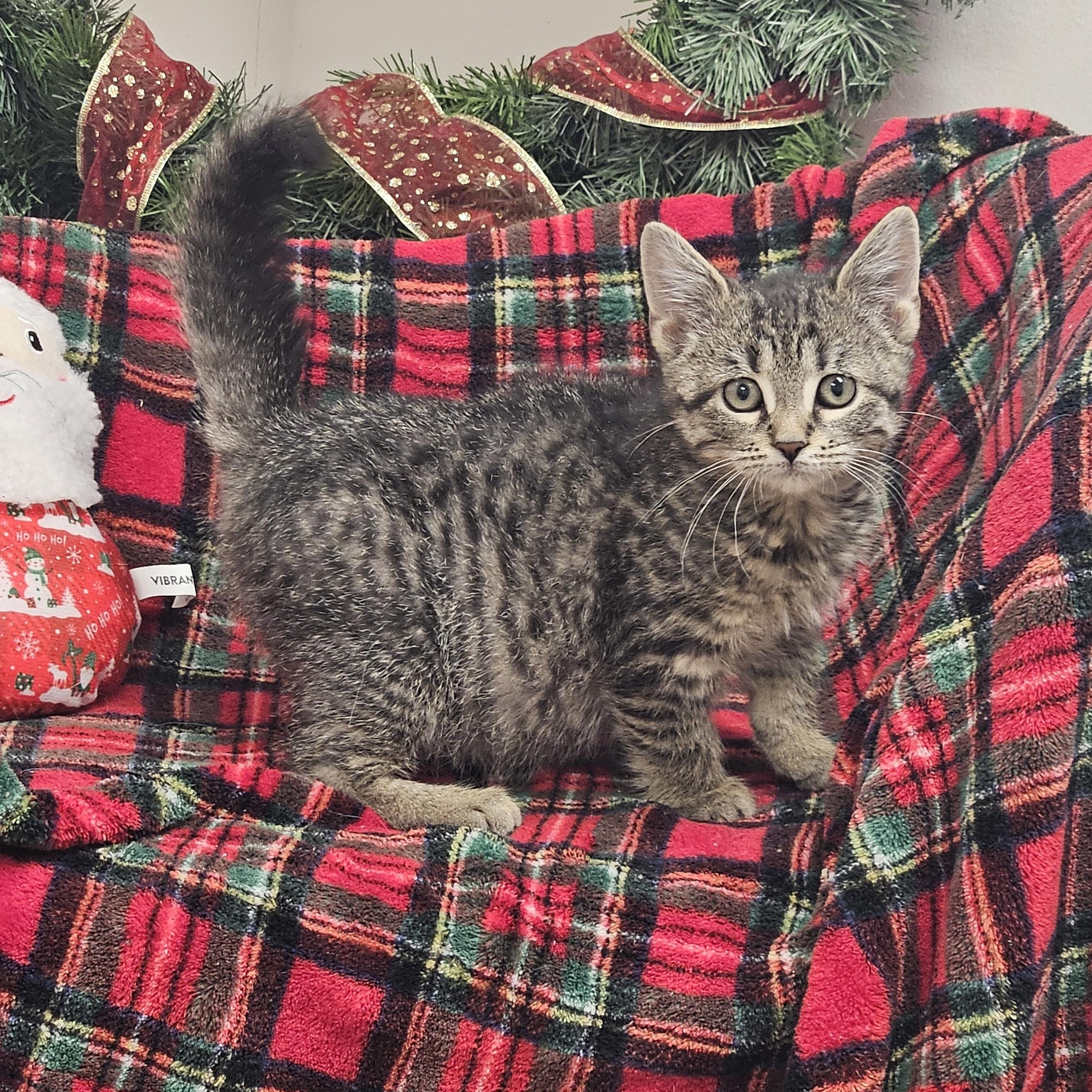 Zoe, Adoptable, Kitten Female Tiger.