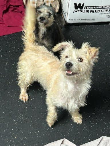 Maddie, Adoptable, Young Female Mixed Breed.