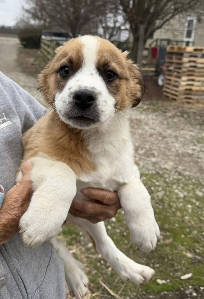 Holiday Pups  Kringle