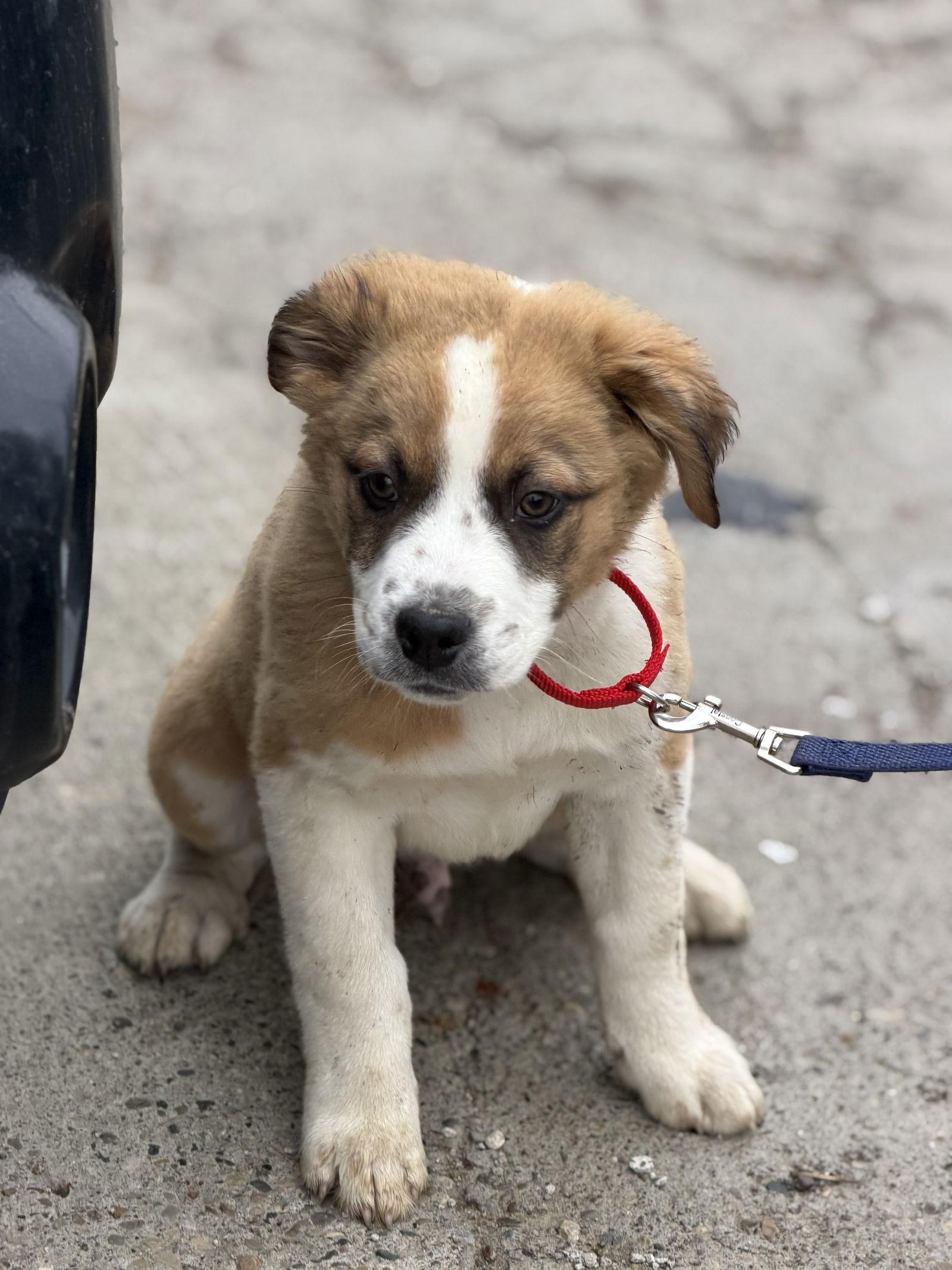 Holiday Pups  Kringle