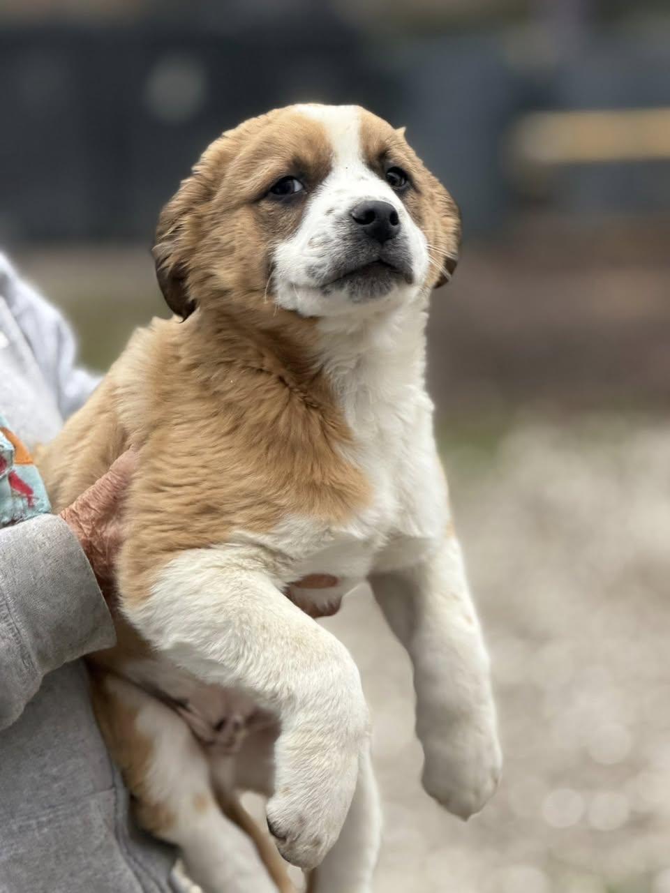 Holiday Pups  Kringle thumbnail 3