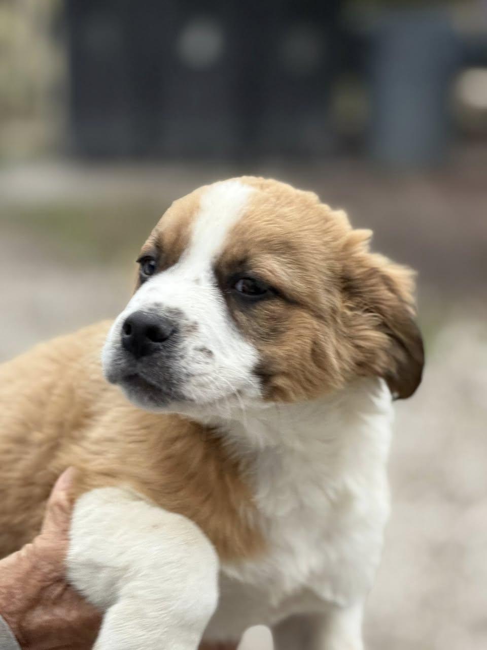 Holiday Pups  Kringle thumbnail 4