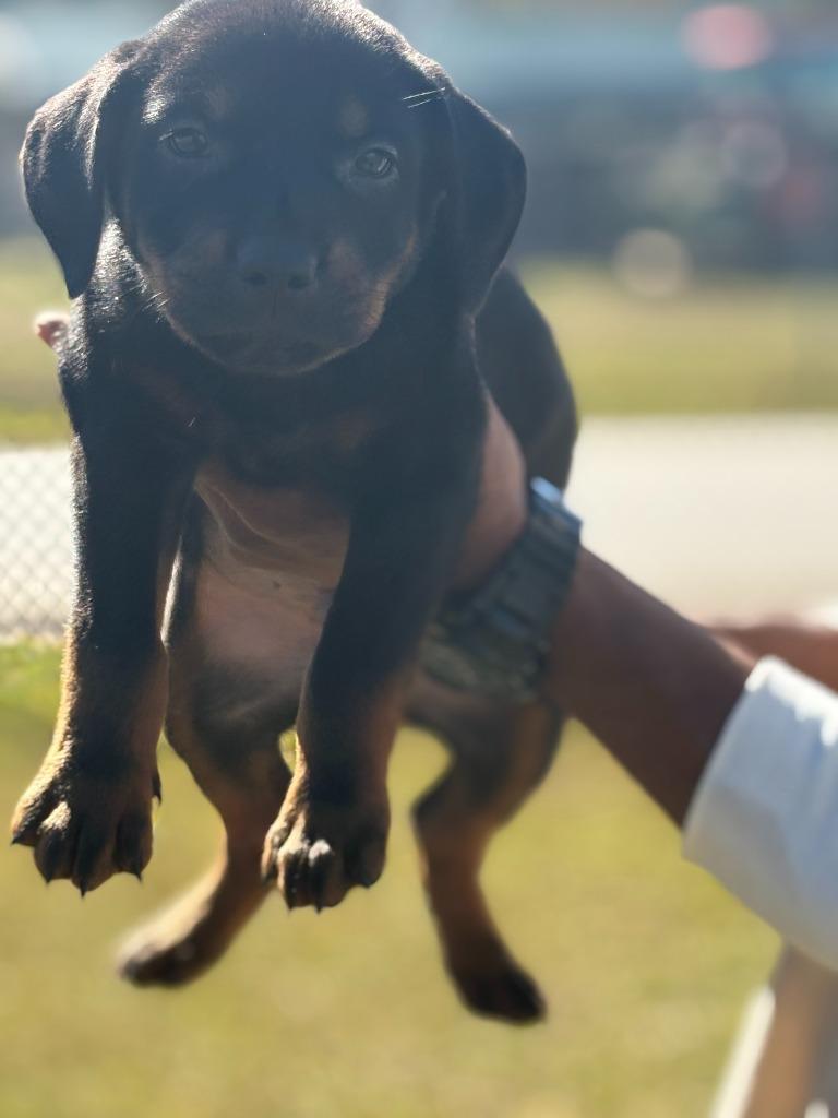 Enlarge ALVIN, a Adopted American Bully in Effingham, SC image 1/1