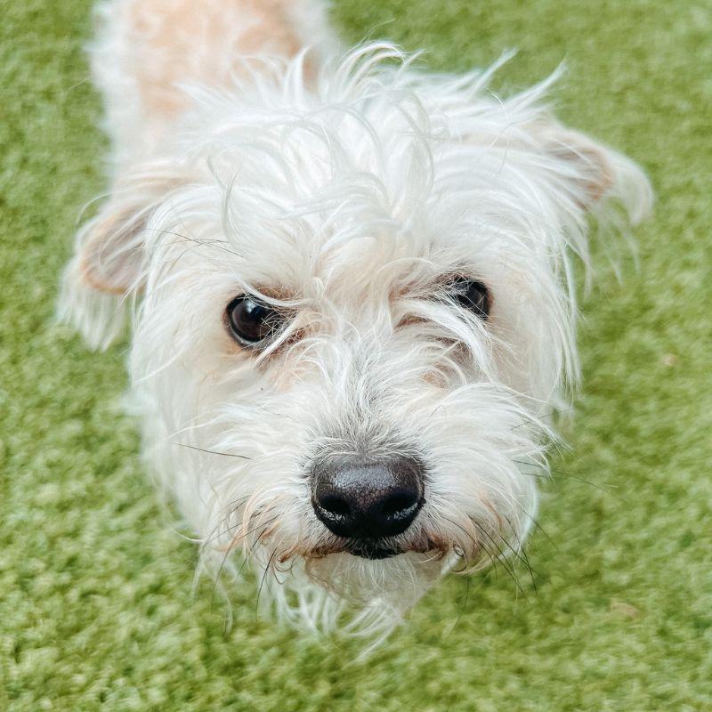 Enlarge Scruffy, an adopted mixed breed in Jackson, WY image 5/6