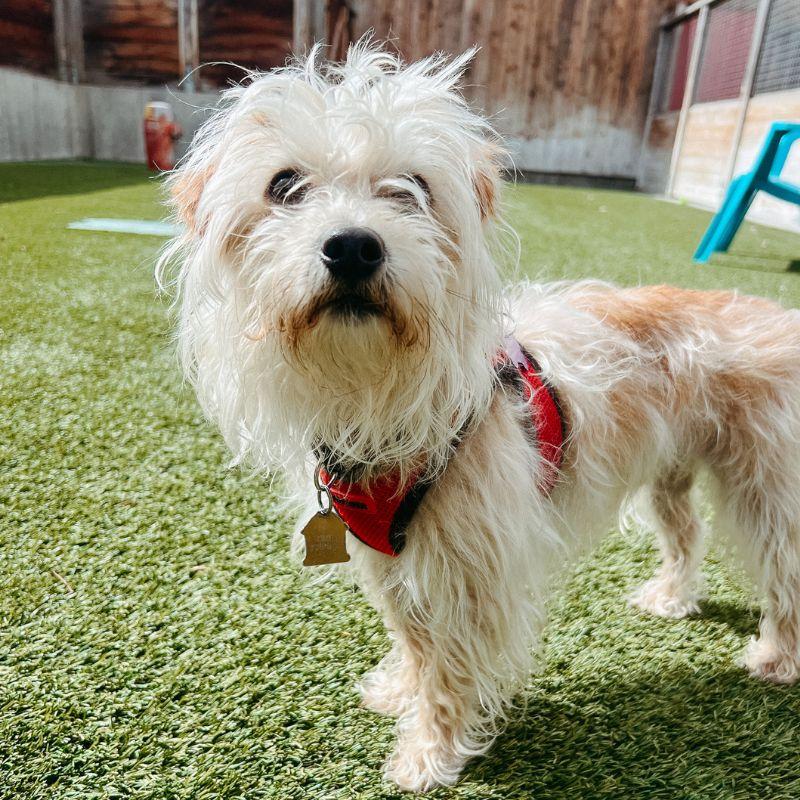 Scruffy, ADOPTABLE, Adult Male Terrier.