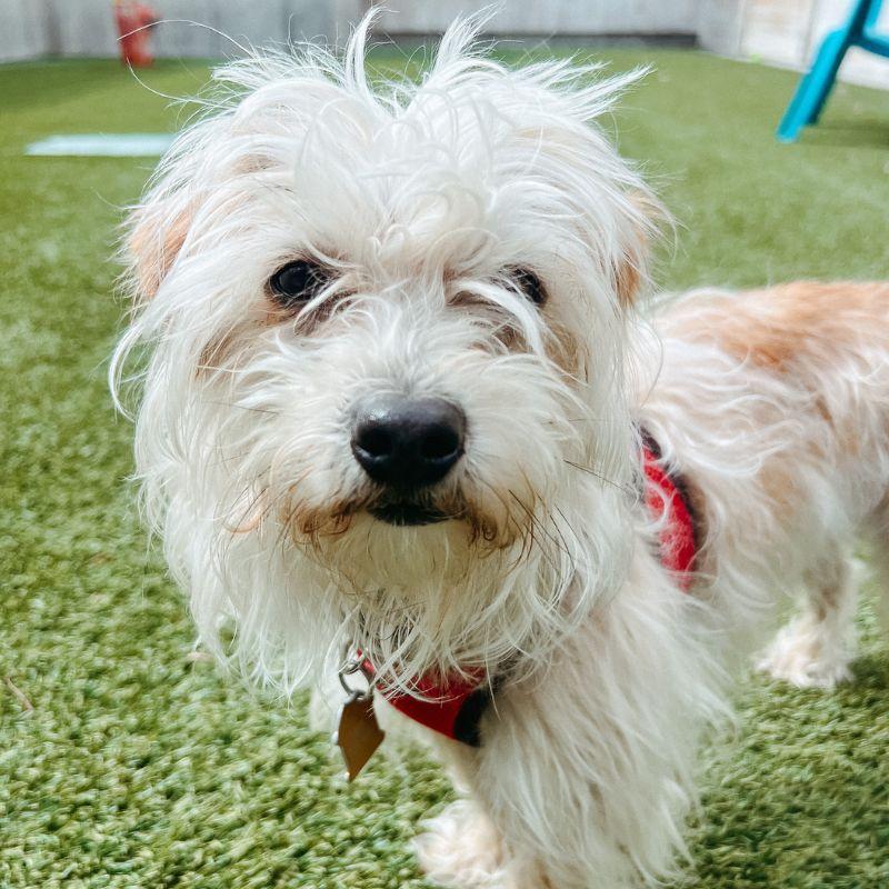 Enlarge Scruffy, an adopted mixed breed in Jackson, WY image 3/6