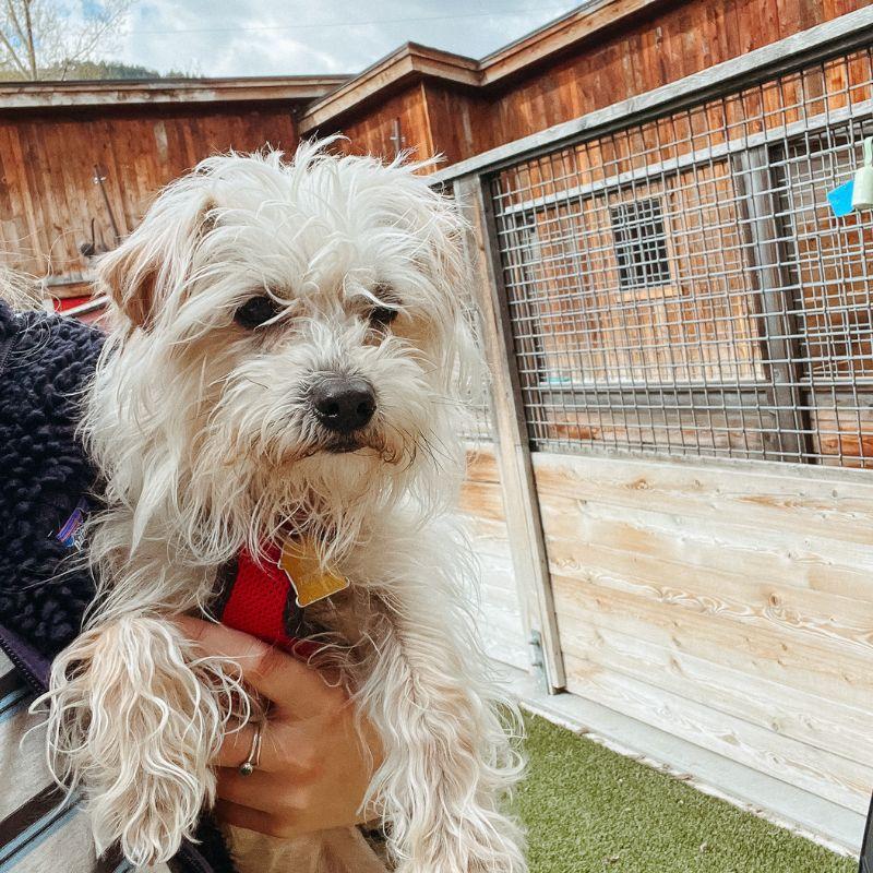 Enlarge Scruffy, an adopted mixed breed in Jackson, WY image 4/6