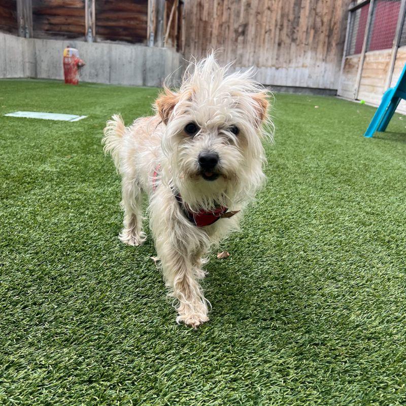 Enlarge Scruffy, an adopted mixed breed in Jackson, WY image 6/6