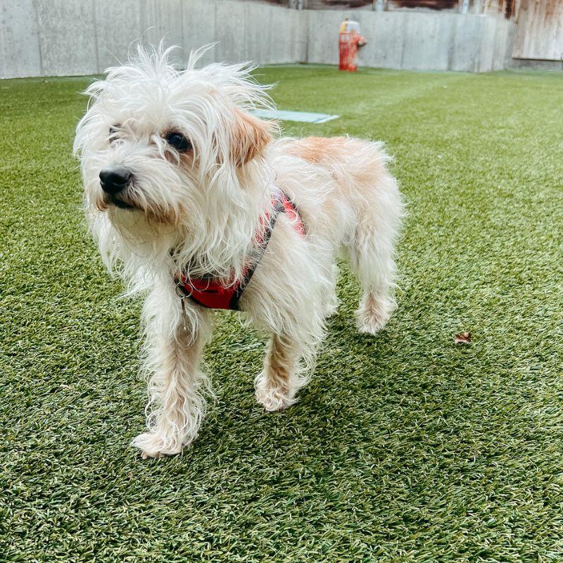 Enlarge Scruffy, an adopted mixed breed in Jackson, WY image 2/6