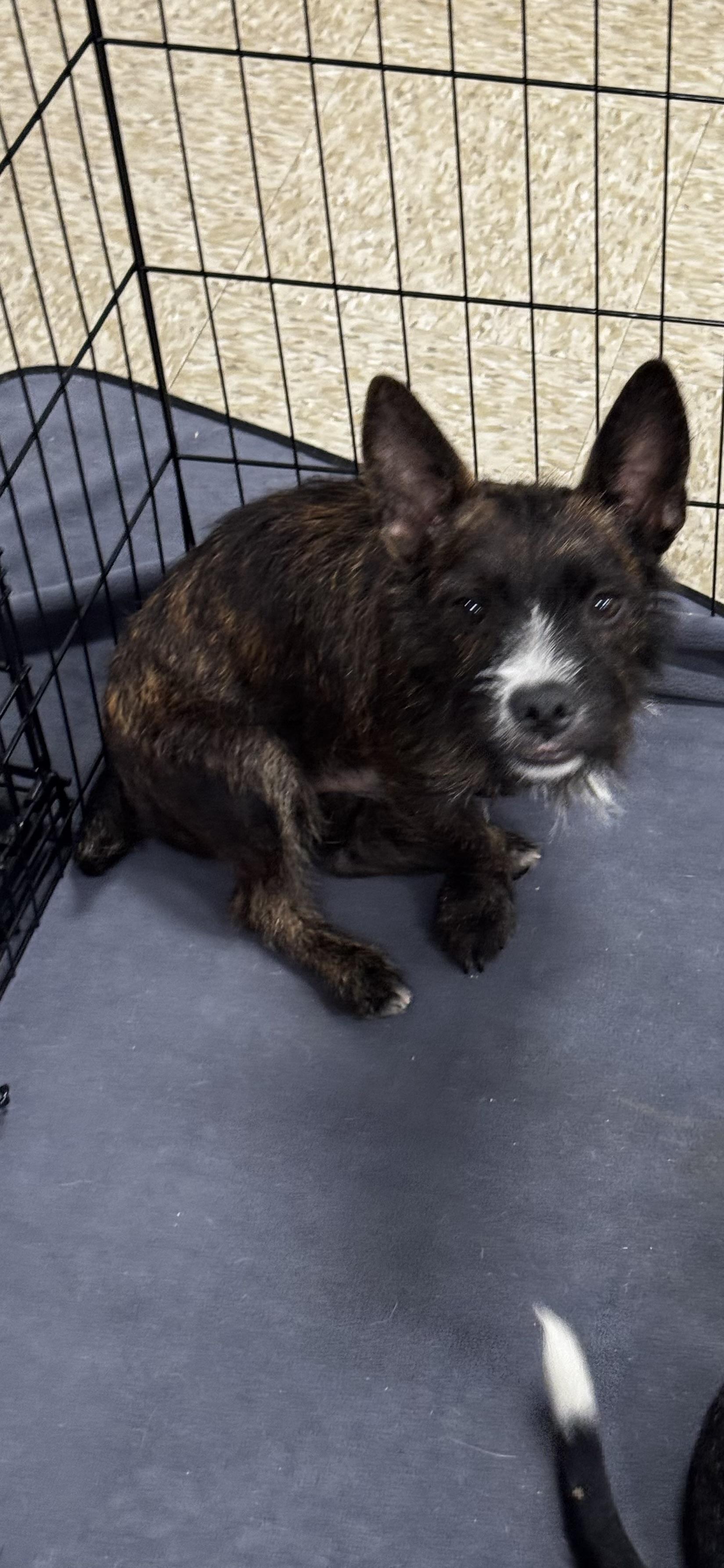 Indy, a ADOPTABLE mixed breed in Chesterfield, MO image 1/3