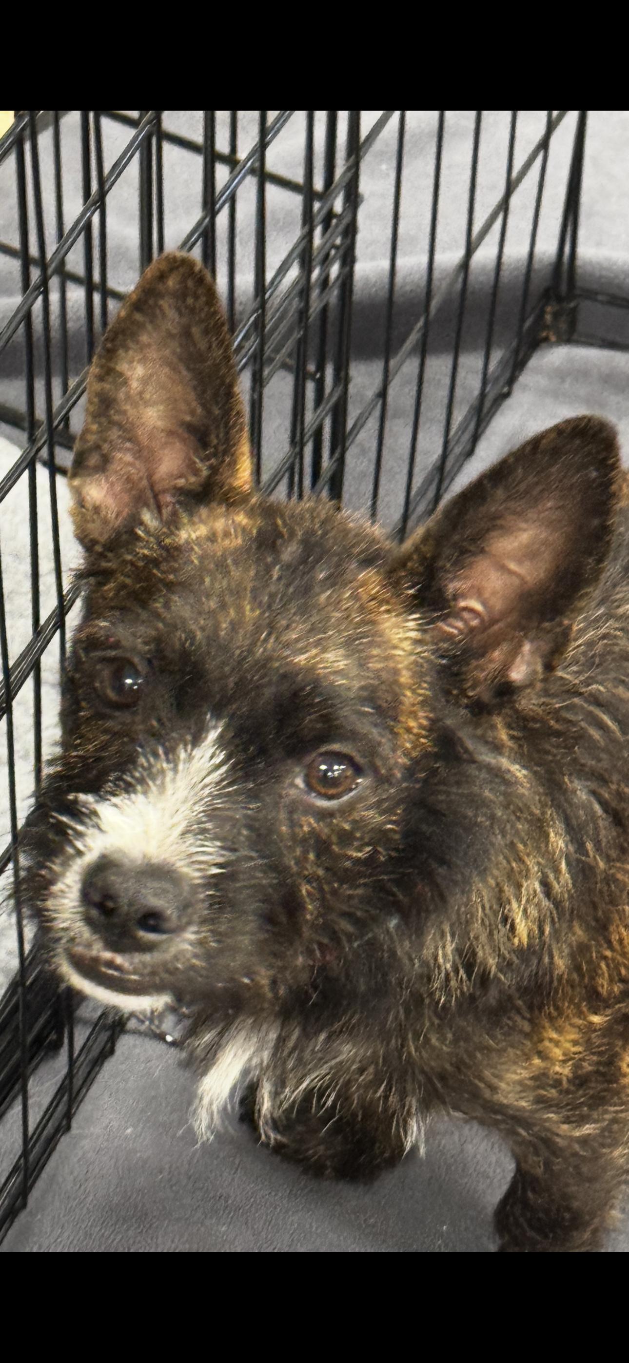 Indy, a ADOPTABLE mixed breed in Chesterfield, MO image 3/3