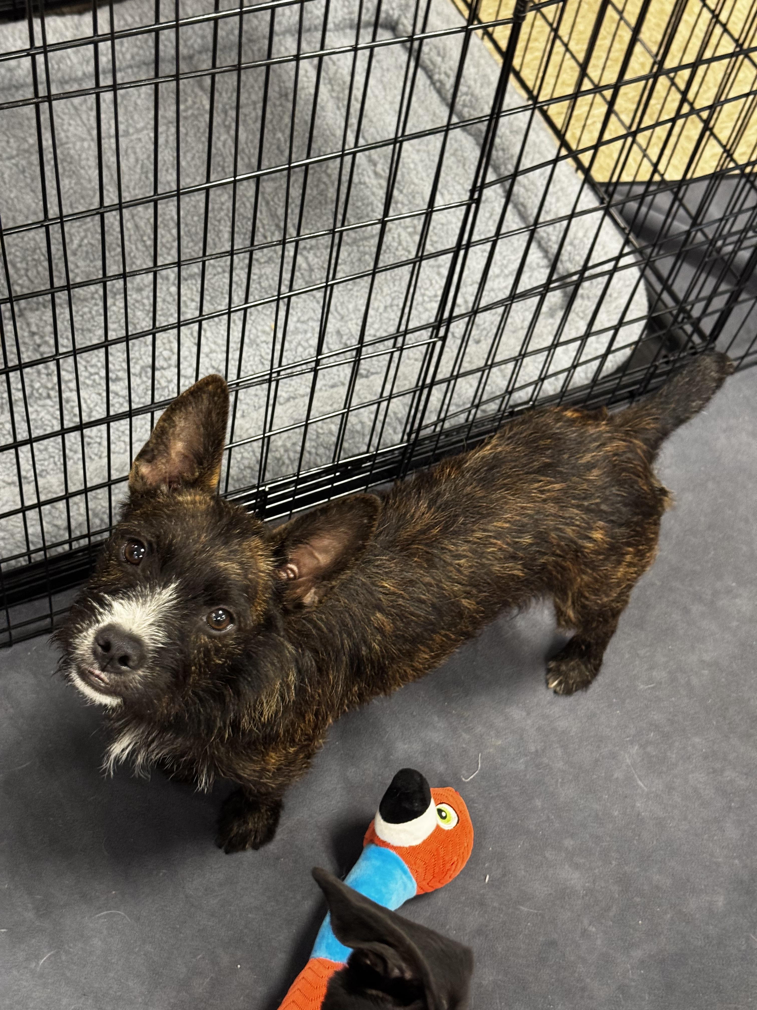 Indy, a ADOPTABLE mixed breed in Chesterfield, MO image 2/3