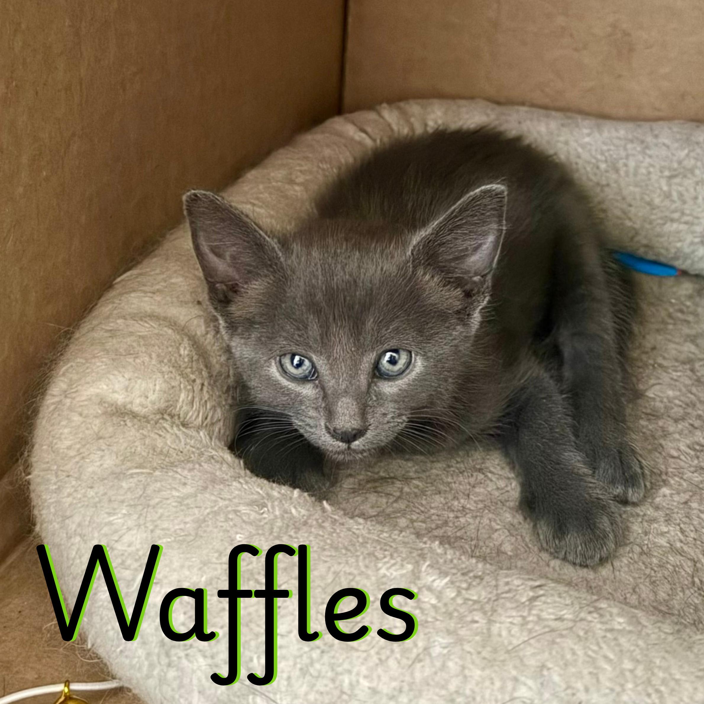 Enlarge Waffles, a Adoptable Russian Blue in Glendale, AZ image 1/1