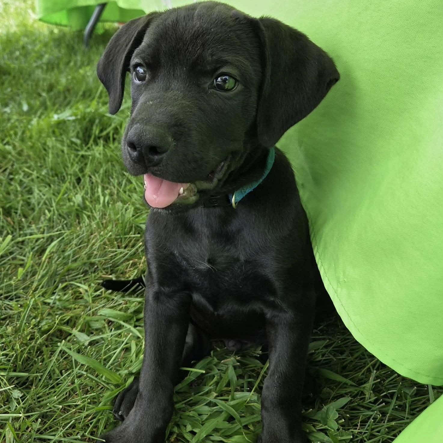 Enlarge Breaker, a Adoptable mixed breed in McHenry, IL image 1/3