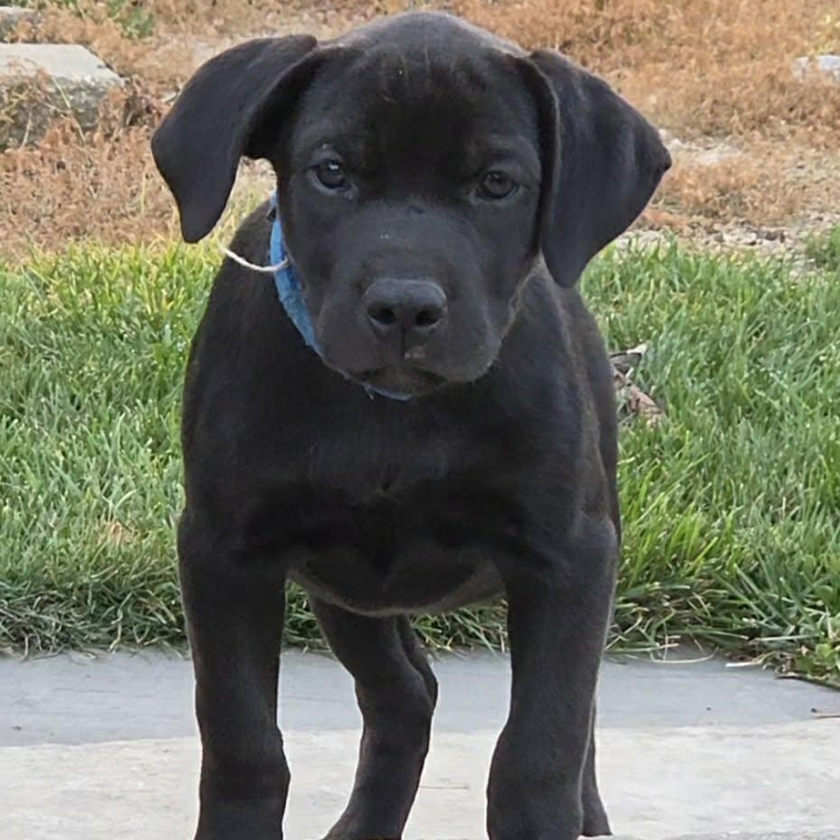 Enlarge Breaker, a Adoptable mixed breed in McHenry, IL image 2/3