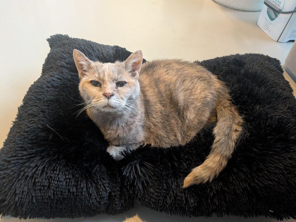 Enlarge Miss Kitty, a Adoptable mixed breed in Hyde Park, NY image 2/4