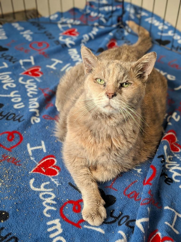 Enlarge Miss Kitty, a Adoptable mixed breed in Hyde Park, NY image 3/4