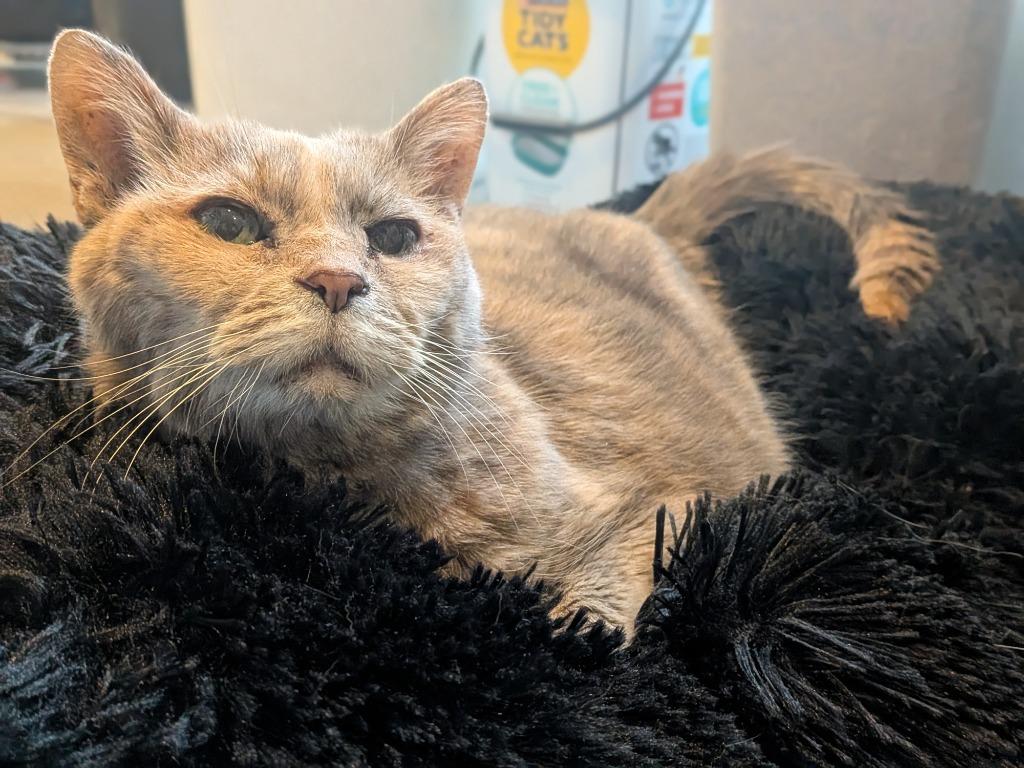 Enlarge Miss Kitty, a Adoptable mixed breed in Hyde Park, NY image 4/4