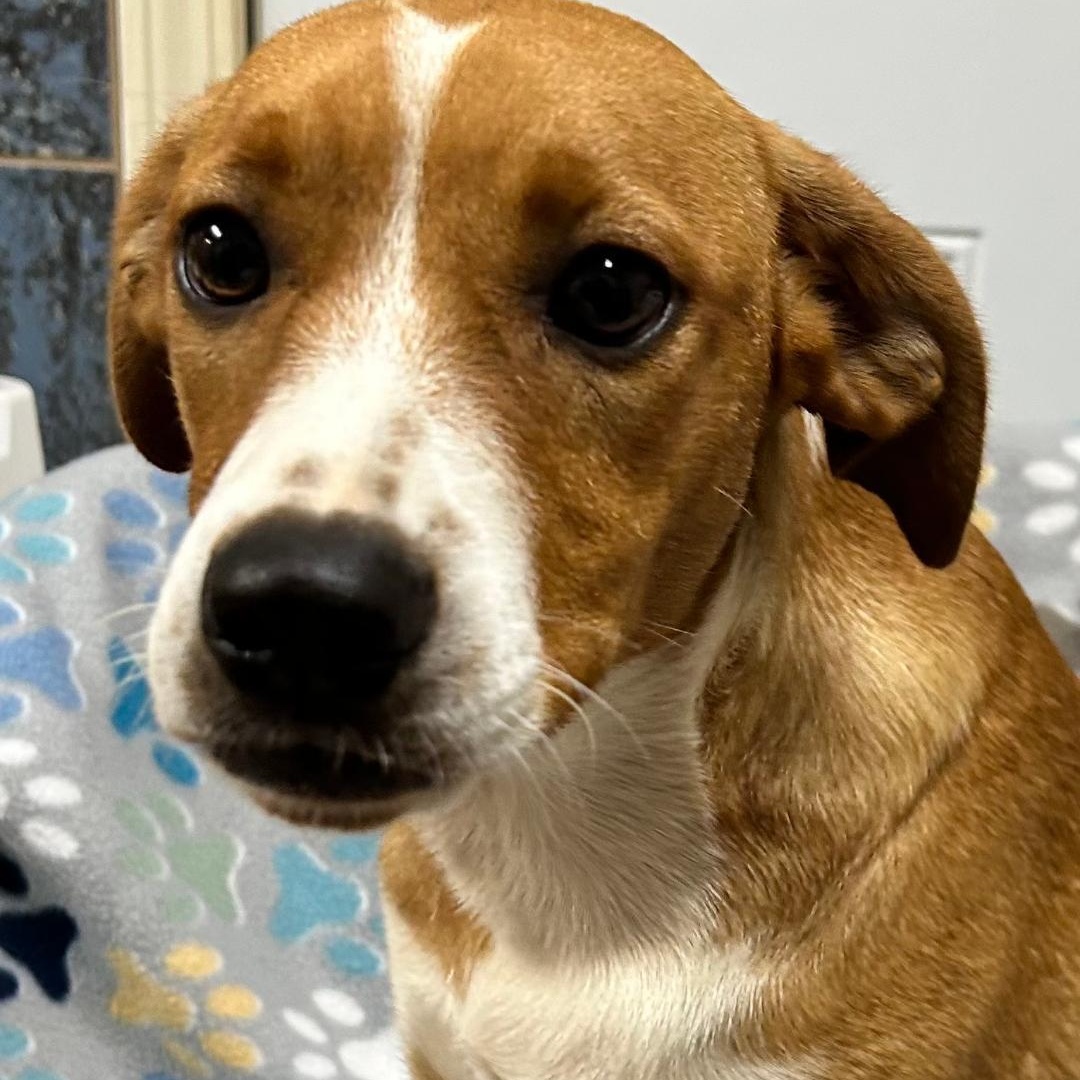 Enlarge Angel, a Adoptable mixed breed in Bartonsville, PA image 3/4