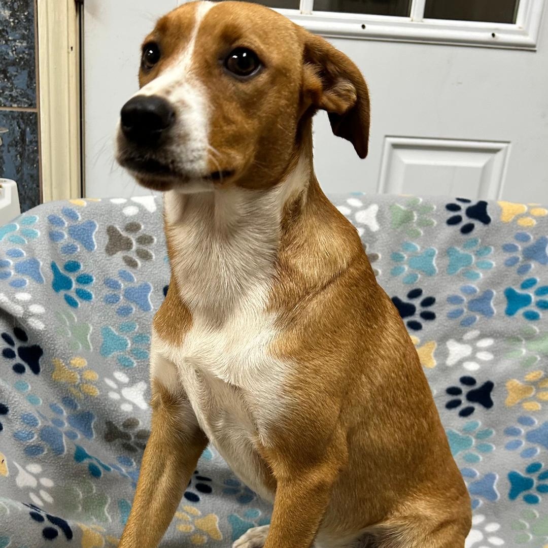 Angel, Adoptable, Puppy Female Labrador Retriever & Beagle.
