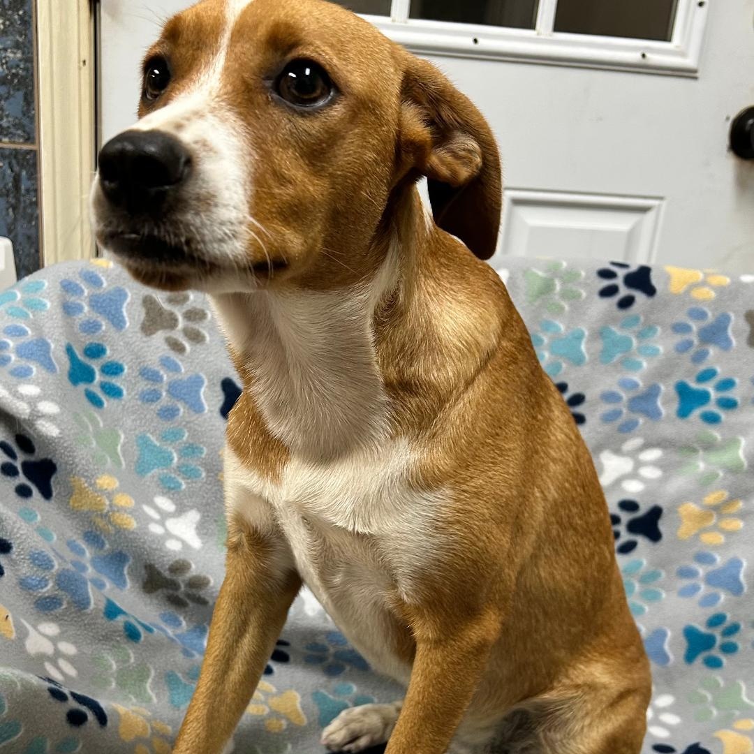 Enlarge Angel, a Adoptable mixed breed in Bartonsville, PA image 2/4