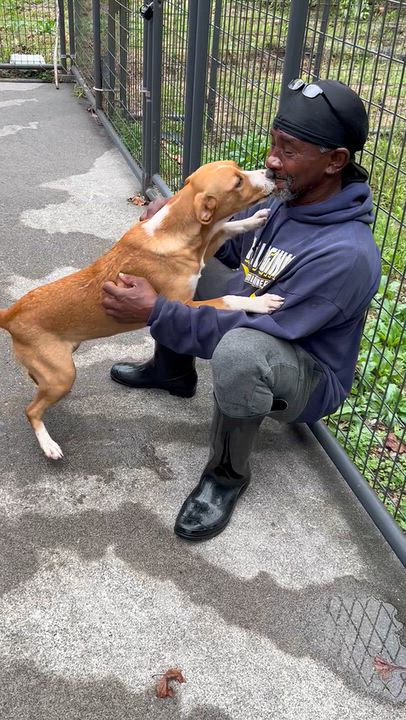 Enlarge Angel, a Adoptable mixed breed in Bartonsville, PA video 4/4