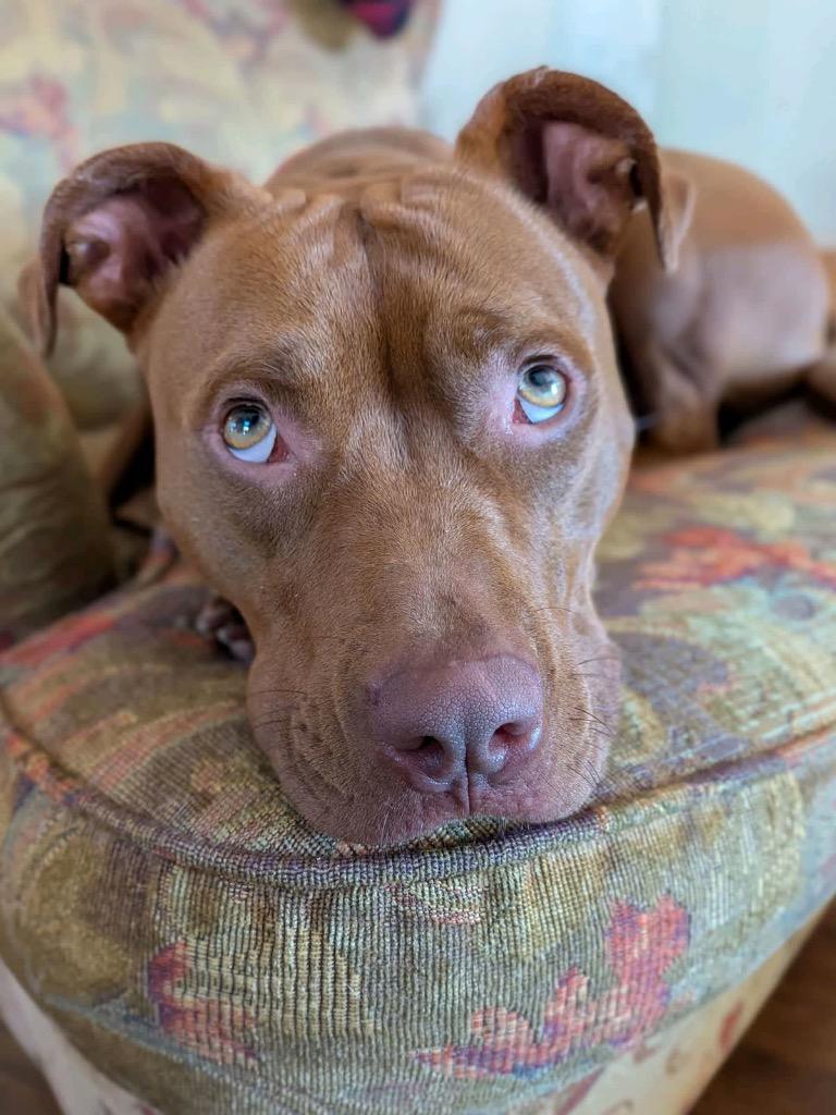 Enlarge Ginger, a Adoptable American Staffordshire Terrier in Tulsa, OK image 1/6