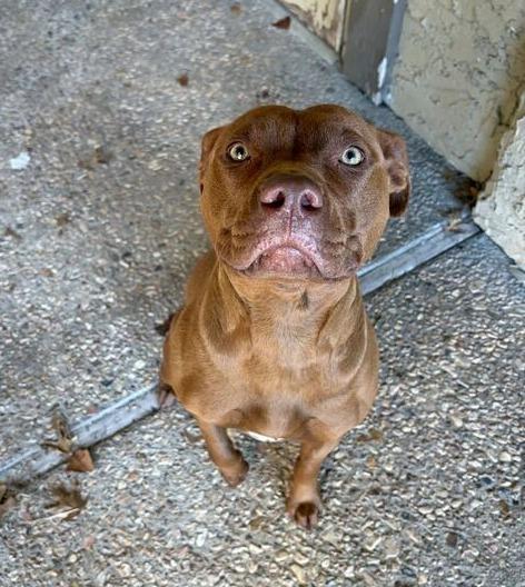Ginger, a Adoptable American Staffordshire Terrier in Tulsa, OK image 1/6
