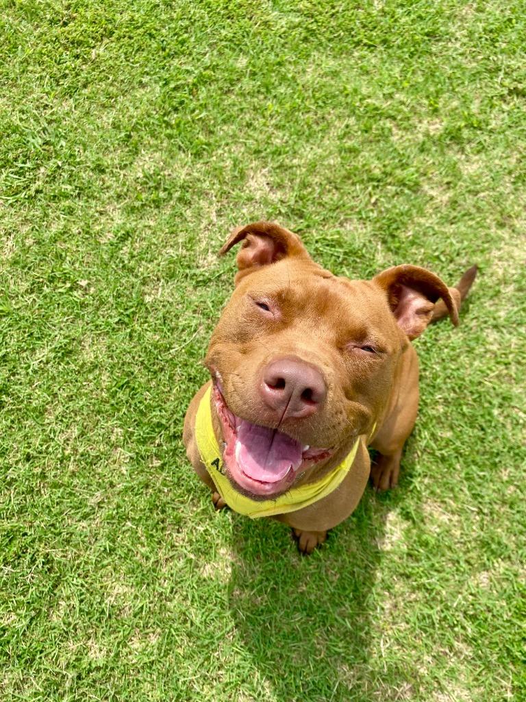 Ginger, a Adoptable American Staffordshire Terrier in Tulsa, OK image 2/6