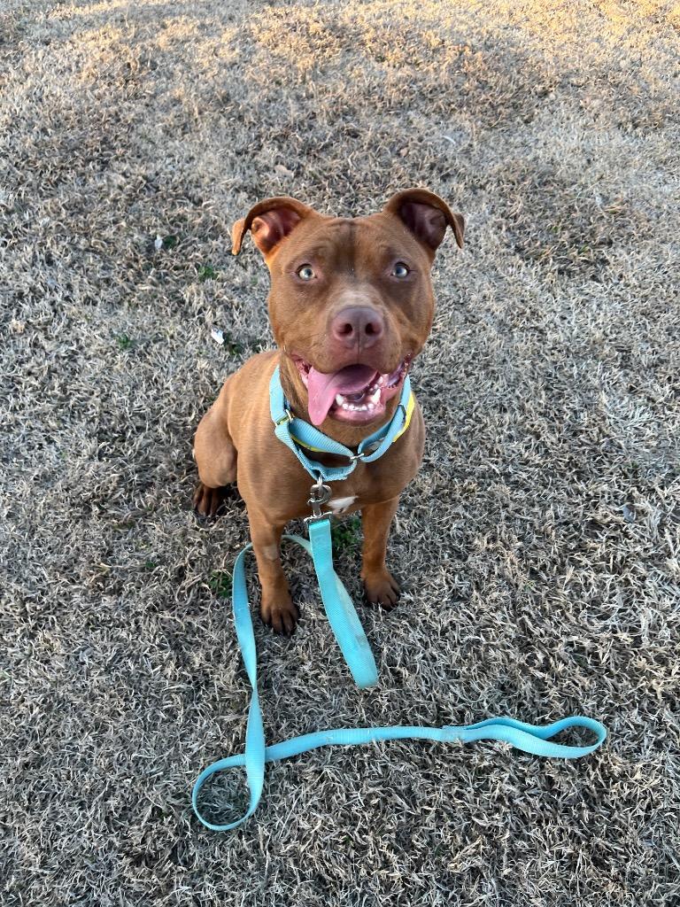 Ginger, Adoptable, Adult Female American Staffordshire Terrier.