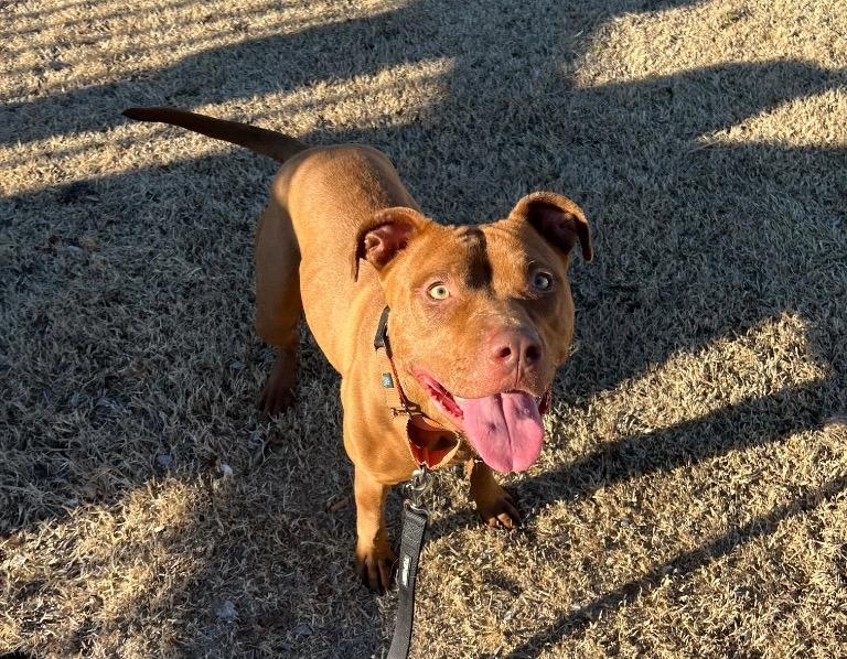 Ginger, a Adoptable American Staffordshire Terrier in Tulsa, OK image 2/6