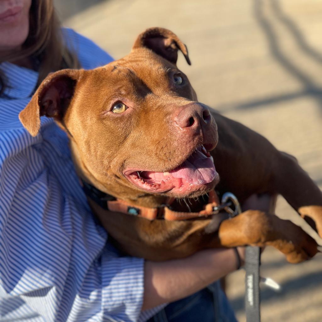 Enlarge Ginger, a Adoptable American Staffordshire Terrier in Tulsa, OK image 2/6