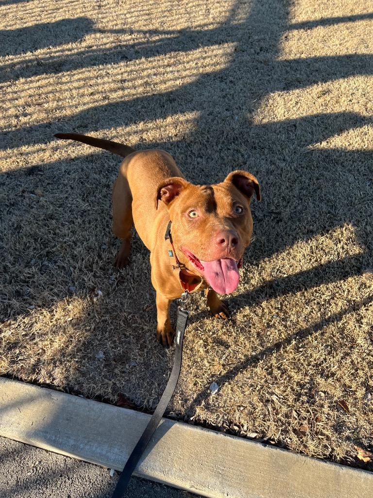 Ginger, a Adoptable American Staffordshire Terrier in Tulsa, OK image 3/6