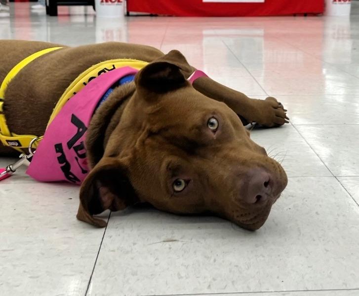 Enlarge Ginger, a Adoptable American Staffordshire Terrier in Tulsa, OK image 3/6