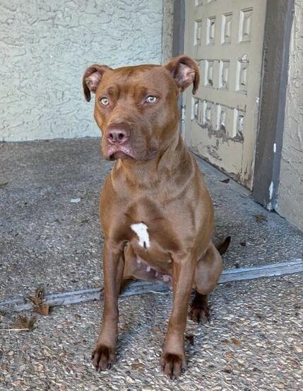 Enlarge Ginger, a Adoptable American Staffordshire Terrier in Tulsa, OK image 3/6