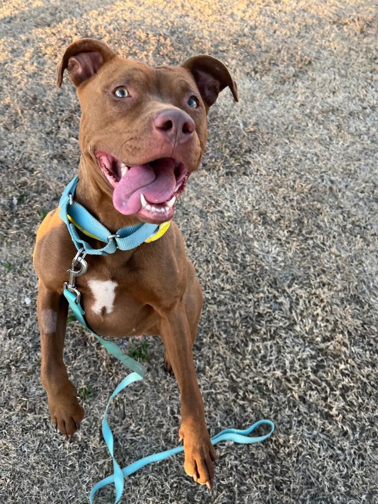 Enlarge Ginger, a Adoptable American Staffordshire Terrier in Tulsa, OK image 4/6