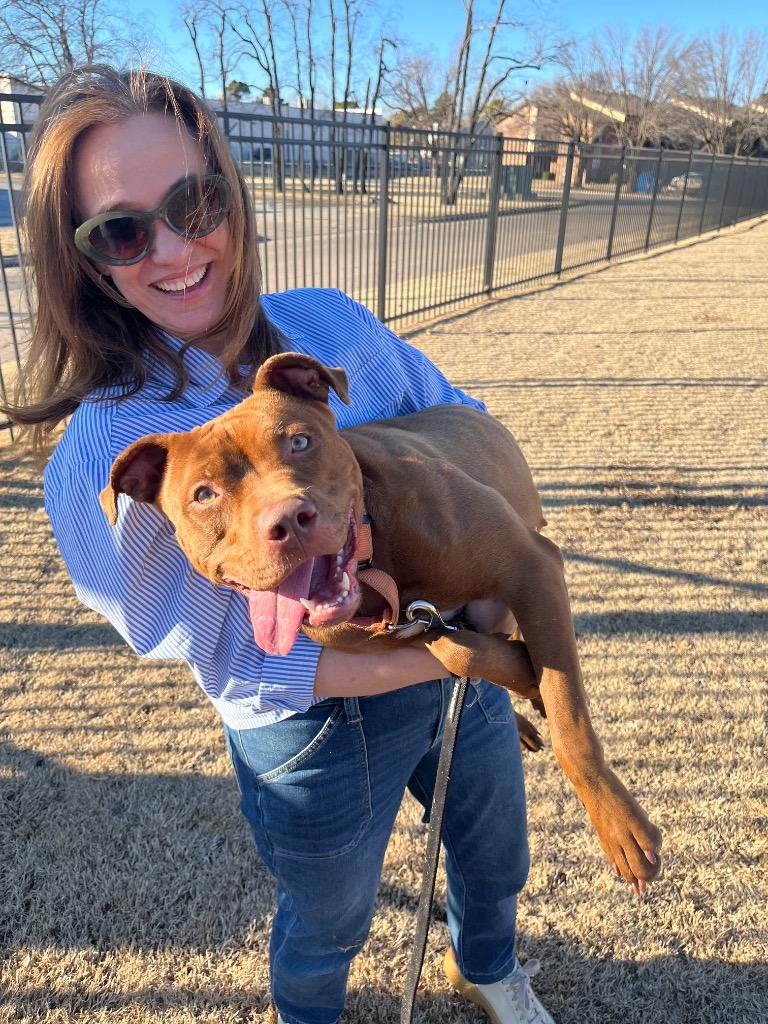 Enlarge Ginger, a Adoptable American Staffordshire Terrier in Tulsa, OK image 4/6